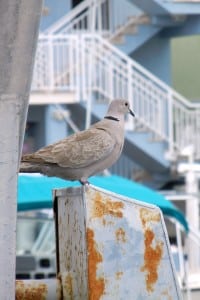 1-DSCN0793