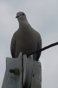 1-DSCN0794