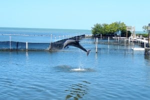 1-DSCN0910